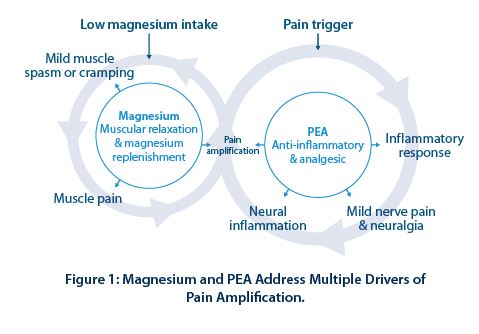 Figure 1: Magnesium and PEA Address Multiple Drivers of Pain Amplification