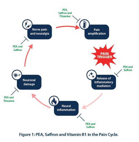PEA, Saffron and Vitamin B1 in the Pain Cycle
