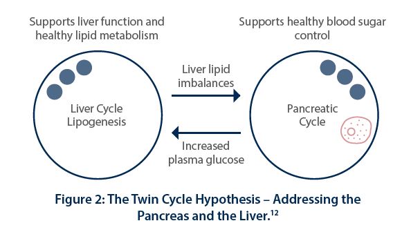 Figure 2 The Twin Cycle Hypothesis  Addressing the Pancreas and the Liver12