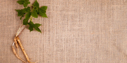 a green-leafed plant with its roots exposed, on a textured fabric surface