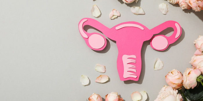 a paper diagram of female reproductive organs surrounded by pink roses