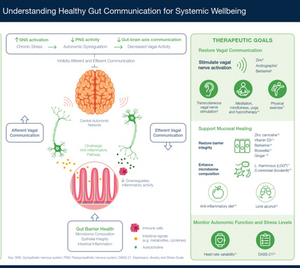 Understanding Healthy Gut Communication for Systemic Wellbeing